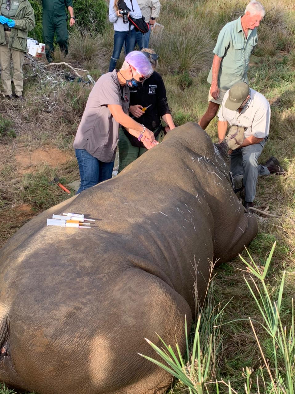 Sharon injecting a rhino